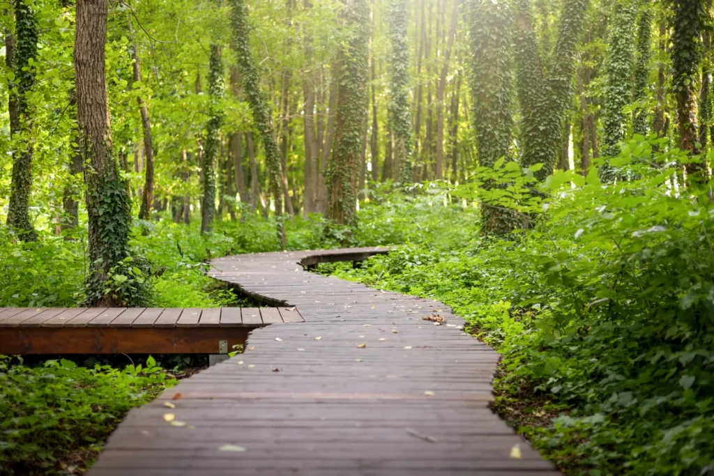 Kurviger Holzsteg durch einen grünen Wald, ideal für entspannende Spaziergänge in der Natur.